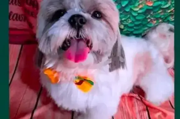 Cachorro perdido Macho (brl002465) - photo