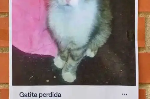 Gatita Tricolor Perdida en Sevilla