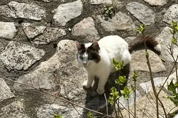 Animaux trouvés Valence, photo: Trouvé chat, Chemin de Bellevue, Bourg-Saint-Andéol, Valence - jeune et très mince