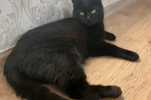 Зникла кішка: чорна з білою плямою на шиї - photo