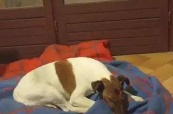 Chien trouvé Fourques-sur-Garonne, photo: Trouvé chien mâle, Route du Plateau, Fourques-sur-Garonne - blanc et marron Jack Russell