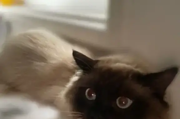 Lost Cat: Brown Face, Blue Eye...