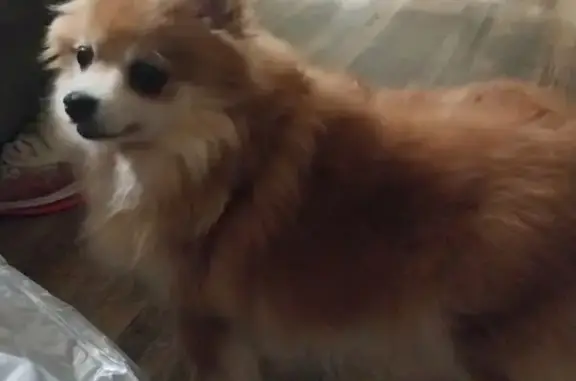 Lost Собака Female, Beaver Court, 6766, Columbus, Birmingham - Pomeranian, orange & white - photo