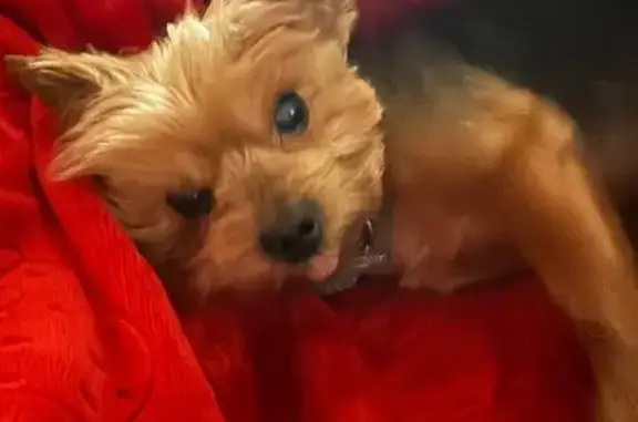 Lost Собака, South 35th Drive, 6716, Phoenix - yorkie small build, blind on both eyes - photo