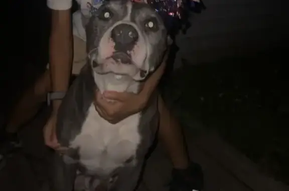 Lost Собака, East 21st Avenue, 3433, Gary, Hickory Hills - Grey with white paws - photo