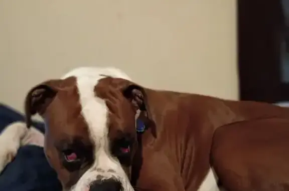 Missing dog Wichita, photo: Lost Собака, South Broadview Court, 5034, Wichita - brown and white boxer