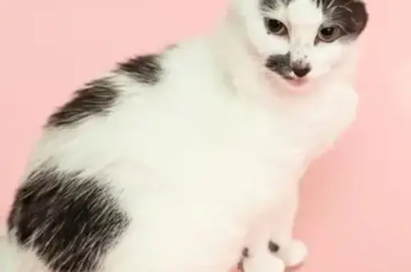 Lost Cat: Carly, Black & White Beauty