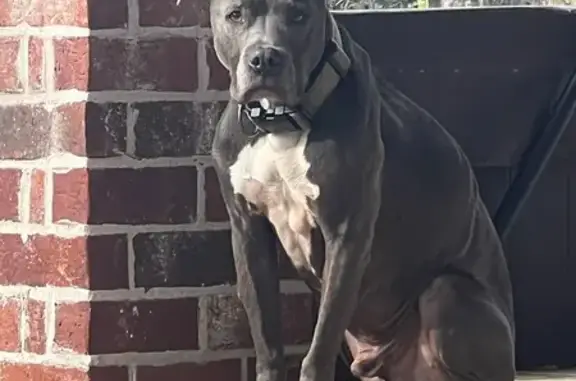 Lost Собака, Coventry Drive, Baton Rouge - Blue male with camo collar - photo