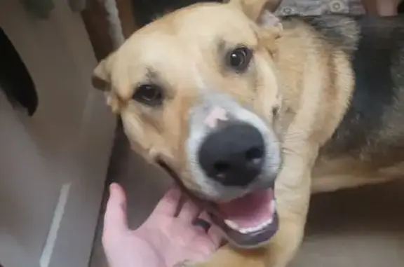 Found dog Lexington, photo: Found Male Dog, Williamson Street, 269, Lexington - loves hugs & is house trained