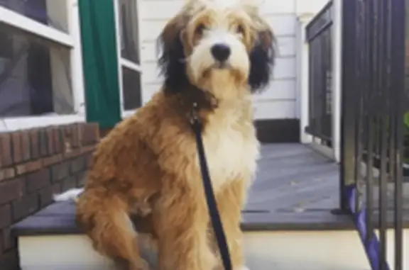 Missing dog Warren, photo: Lost Собака, Sherman Avenue, 13339, Warren - tan & white with pink collar