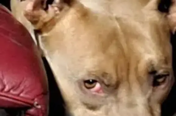 Missing dog Southfield, photo: Lost Собака, Male, West 10 Mile Road, 27316, Southfield - Redish brown, very thin build