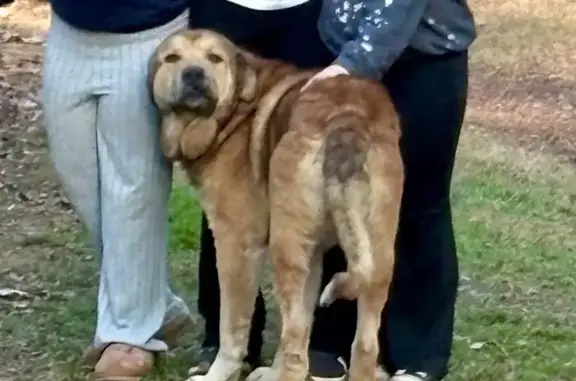 Lost Собака, Male, 11th Street Northwest, Washington - Color orange brown tail in the air - photo