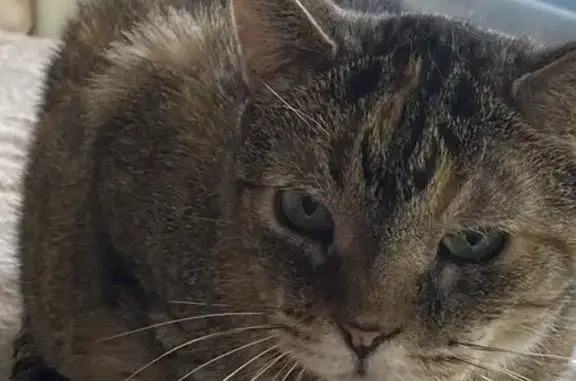 Lost Кошка, North Elston Avenue, 4468-4470, Chicago - 16 years old, micro chipped - photo