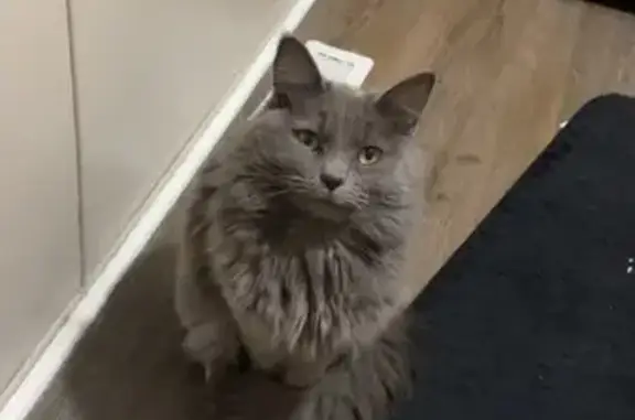 Lost Кошка, East Macarthur Road, 2201, Wichita - Russian Blue, grey, fluffy - photo