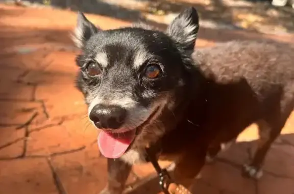 Missing dog Miami, photo: Lost Собака Male, Northwest 7th Avenue, 10702, Miami - small black corgi/chihuahua mix