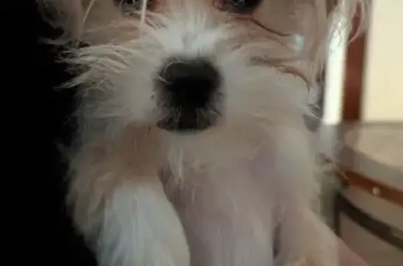 Lost Собака, Benton Street, 40, Hamden - small mix Chihuahua Maltese - photo
