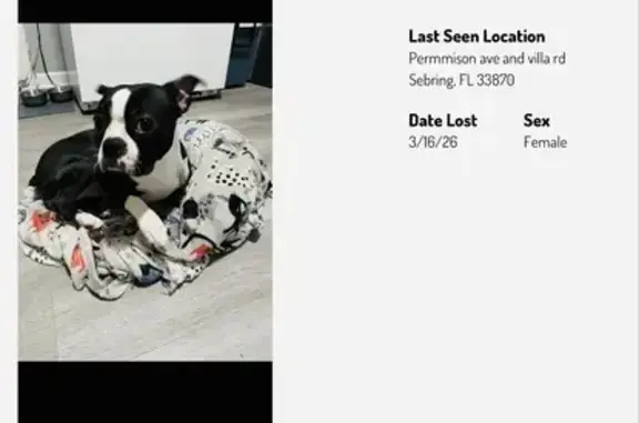 Lost Собака, Persimmon Avenue, 1198, Sebring - Boston terrier named Meema - photo