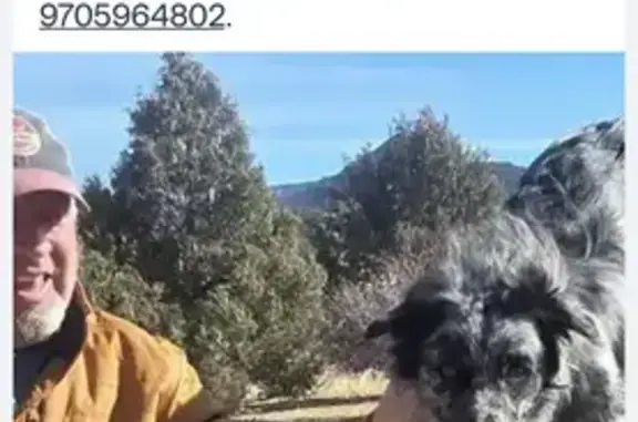 Grey and black Australia shepherd-best to call immediately and not approach as he is super scared right now. He won’t bite but he will run.