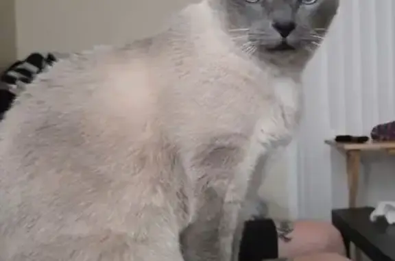 Lost Кошка, Male, Templeton Park Circle, Colorado Springs - Friendly, white paws - photo