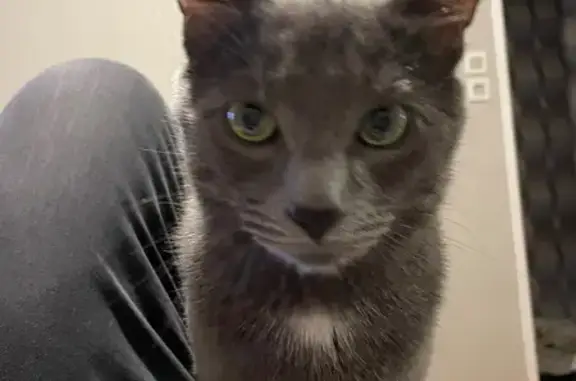 Animaux perdus Paris, photo: Perdu chat mâle, Cour Mathieu, Haubourdin, Paris - gris avec petite tache blanche