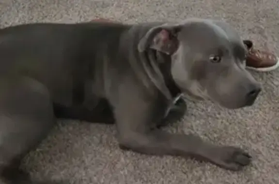 Missing dog Oklahoma City, photo: Lost Собаka, North Brauer Avenue, Oklahoma City - grey with smooth fur
