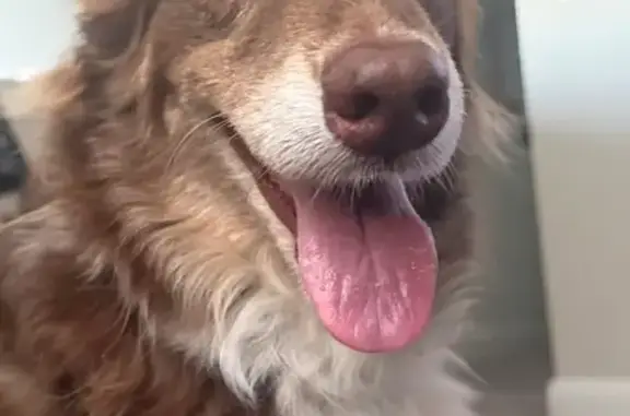 Lost Собака, Female, Bratton Lane, 16511, Round Rock, Austin - brown and white Australian cattle dog - photo