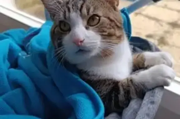 Chat perdu, Rouen, photo: Perdu Chat, Dieppe, Normandie - tigré et blanc