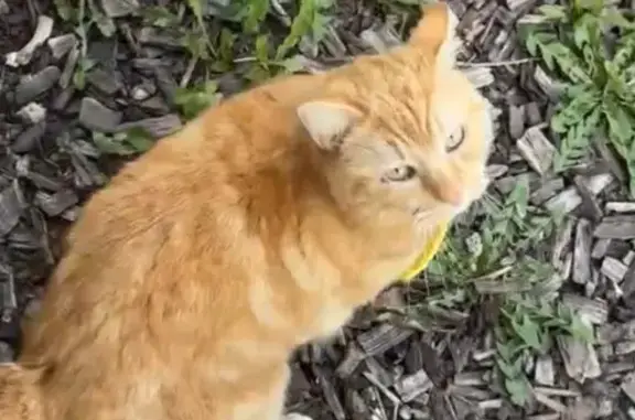 Animaux trouvés Laventie, photo: Trouvé chat, Houdain, Laventie - poils courts et collier jaune