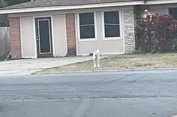 Found dog McAllen, photo: Found Собака, La Vista Avenue, 1224, McAllen - medium to large white dog