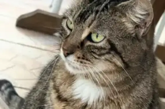 Animaux perdus Pau, photo: Perdu chat, Vandrimare, Normandie - couleur tigré