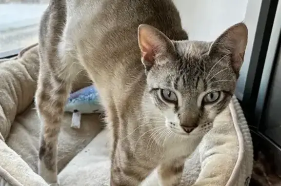 Gato macho joven, sin chip y sin castrar. Tipo siamés atigrado, color gris y blanco. Ojos azules muy llamativos. Muy sociable y parece doméstico.