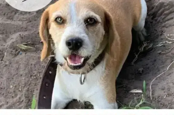 Perros perdidos, Ciudad Madero, foto: Perro Beagle Perdido en Ciudad Madero