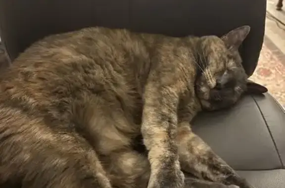 Lost Кошка, Female, Carlton Oaks Drive, 8544, Santee - greenish eyes, kink in tail - photo