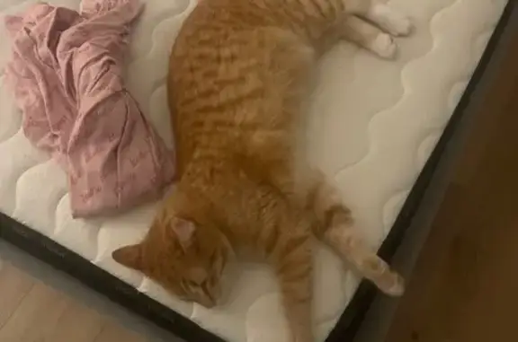 Animaux perdus Strasbourg, photo: Perdu chat mâle, Cour Sylvain Pichonnat, Bourges - queue cassée au bout