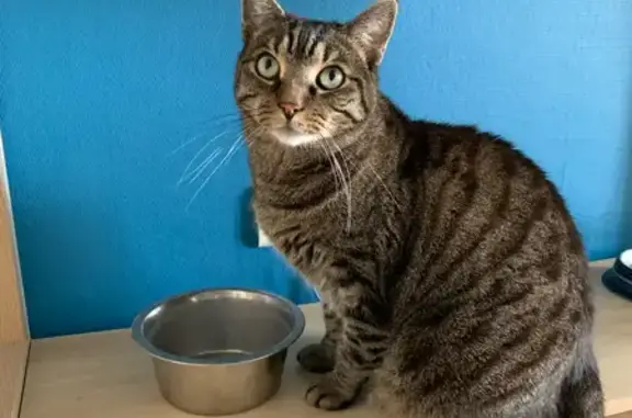 Animaux perdus Bordeaux, photo: Perdu chat homme, Rue de l'Église, Rosel - chat tigré avec yeux verts