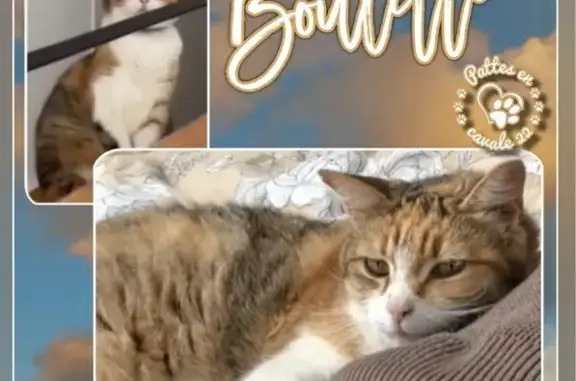Chat disparu Fille, Dinan (fl586556) - photo
