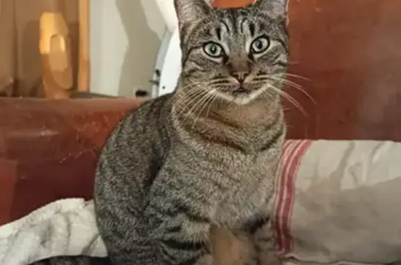 Animaux perdus Toulouse, photo: Chat perdu, Rue d'Anjou, Avanton, Toulouse