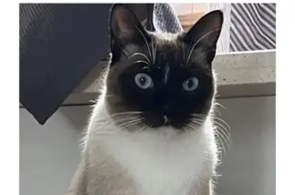 Se Busca: Gato Siamés Tímido y Especial