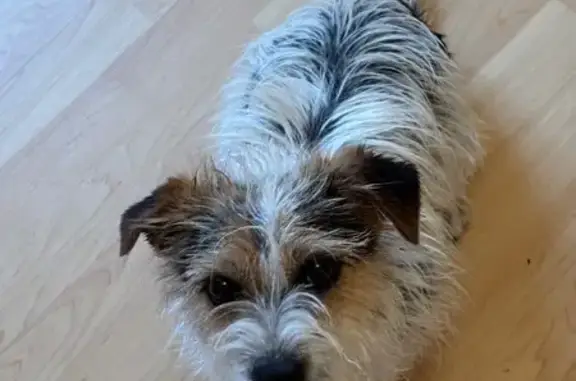Animaux trouvés Lyon, photo: Trouvé chien mâle, Domérat, Auvergne-Rhône-Alpes - ressemble à un croisé Jack Russel