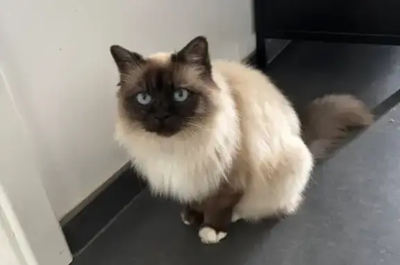 Perdu chat femelle, Impasse des Lauriers, Thionville - Sacré de Birmanie aux yeux bleus - photo