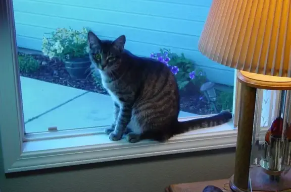 Missing cat Nampa, photo: Lost Кошка, Male, South Valley Drive, 409, Nampa