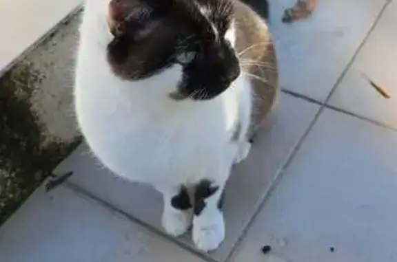 Animaux perdus Parempuyre, photo: Perdu chat mâle, Rue Daniel Delaube, 15, Parempuyre - couleur crème/marron/blanc/noir, yeux bleus