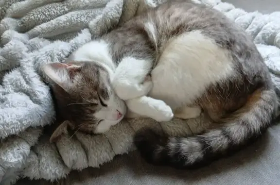 Chat perdu, Angerville, photo: Perdu chat mâle, Route de la Varenne, Angé - adore les câlins