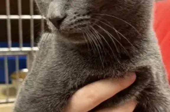 Missing cat Philadelphia, photo: Lost Кошка, Male, East Hector Street, 800, Conshohocken, Philadelphia - friendly but afraid of traffic