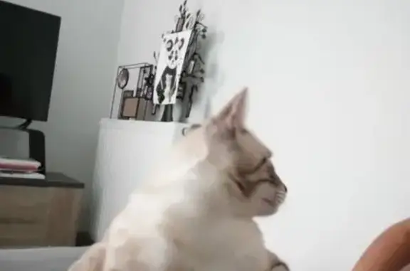 Chat disparu Garçon, Tournefeuille (fl586566) - photo