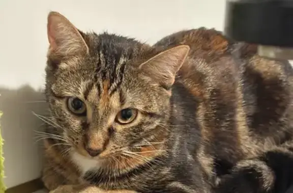 Chat perdu, Corbeil-Essonnes - femelle tigrée - photo