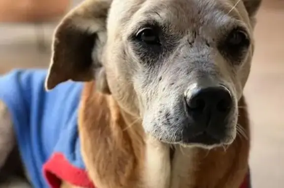 Cachorro perdido Macho (brl002468) - photo