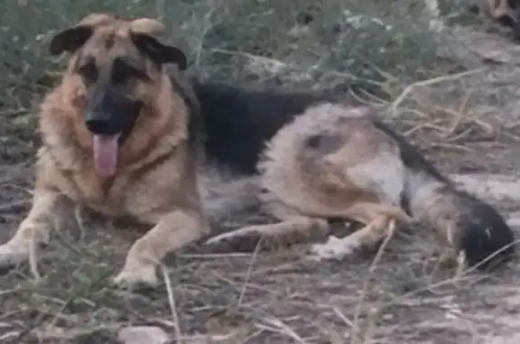 Pastor Alemán Perdido en la N-121, Navarra