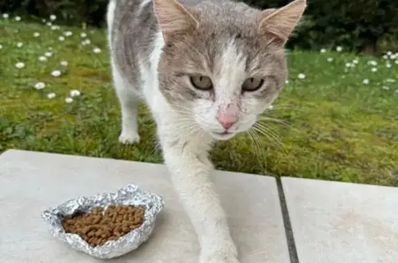 Chat trouvé Créon, photo: Trouvé chat mâle, Rue Docteur Émile Saligue, 26, Créon - gris et blanc, très sociable
