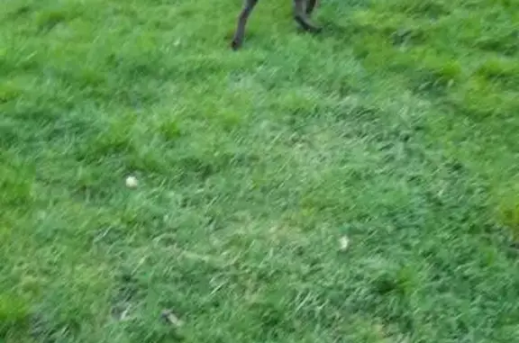 Chien trouvé Fretin, photo: Trouvé chien mâle, Avenue du 8 Mai, 5, Fretin - type labrador chocolat